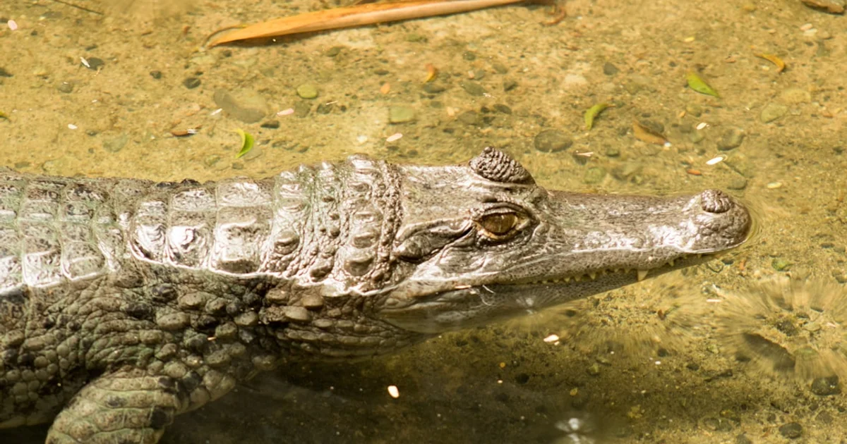 أسرار نمو التماسيح: كيف تعيد كتابة تاريخ أعمار الديناصورات الضخمة؟
