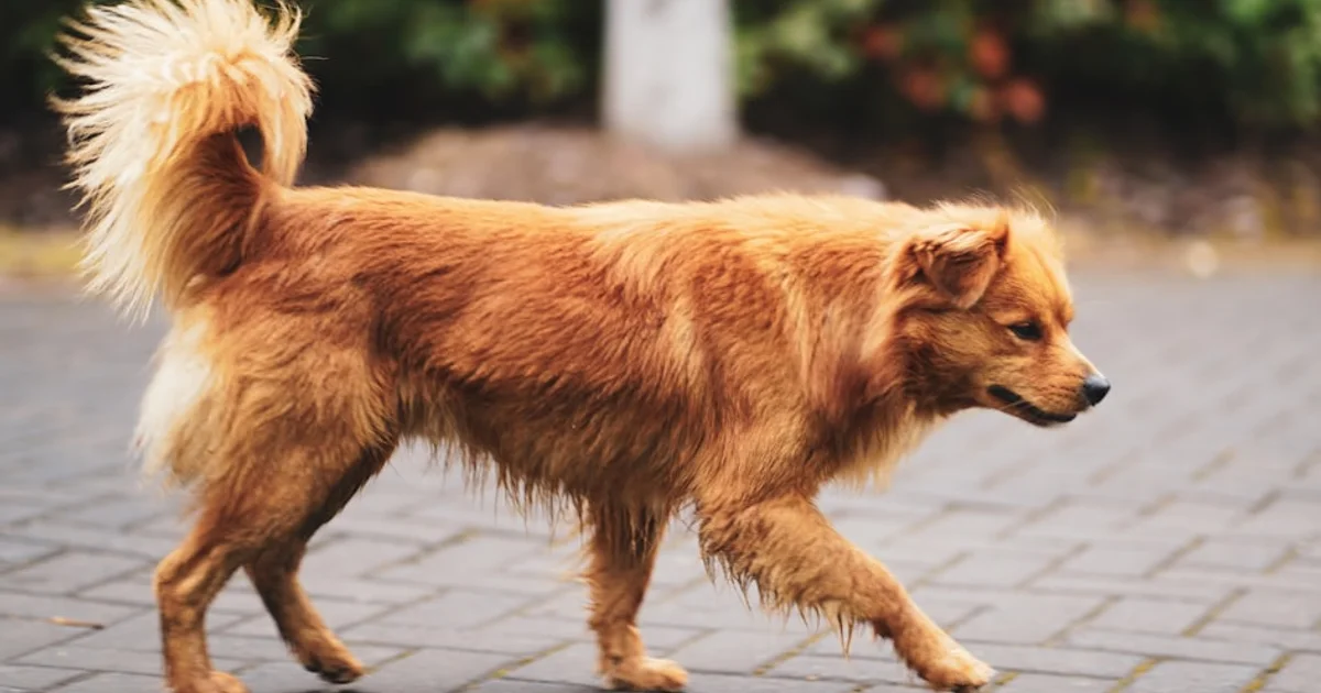 خرافة الكلاب المهجنة: لماذا قد تكون أكثر مشاكل سلوكية من السلالات النقية؟