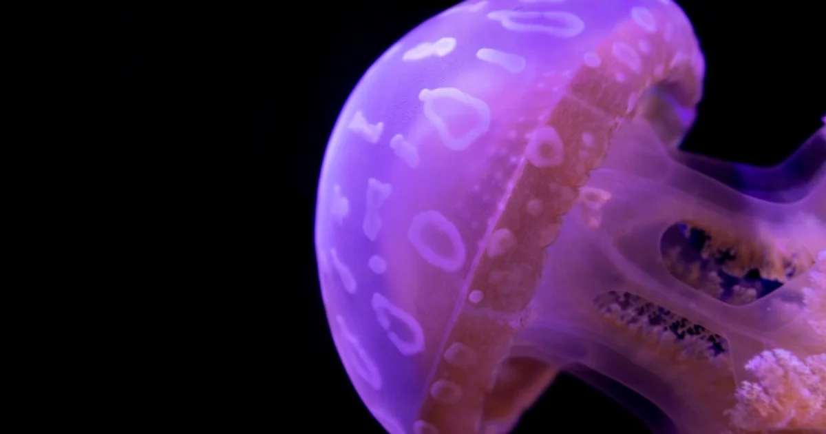 كيف نُعلم الذكاء الاصطناعي استخدام الأدوات بذكاء عبر منهجية DIVE المبتكرة؟