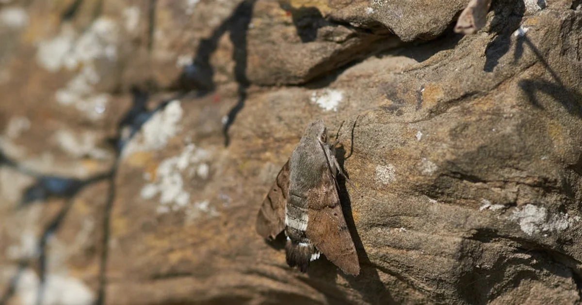 أسرار الليل: كيف تغازل الزهور السوداء عثث الليل في رحلة تلقيح غامضة